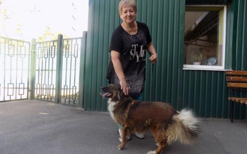 Статистика КП "Центр обращения с животными" количества пристроенных за летние месяцы животных