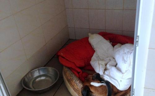 В КП "Центр обращения с животными" в зоне карантина оборудовали боксы для содержания щенков и короткошерстных собак