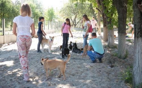 30 августа 2015 в приюте был день открытых дверей для всех желающих выгулять собачку