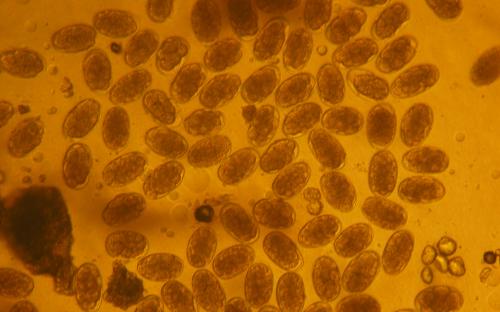 ПАРАЗИТОЗИ БЕЗПРИТУЛЬНИХ СОБАК