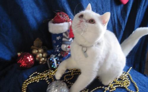 Акция КП "Центр обращения с животными" "В Новый год - новый кот!"