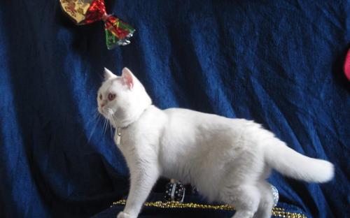 Акция КП "Центр обращения с животными" "В Новый год - новый кот!"