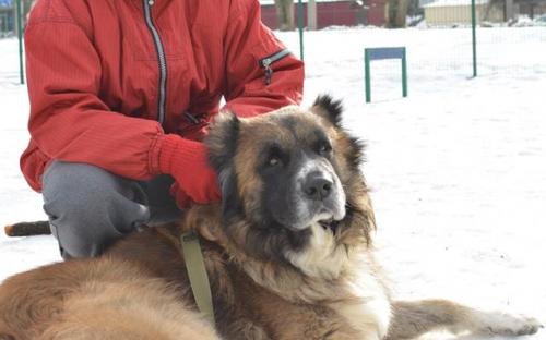 Костюмированный праздник для собак Dog`s Fashion Show