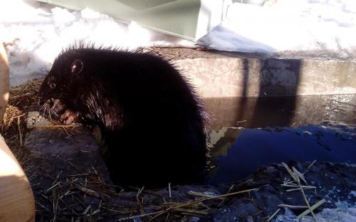 О необычных питомцах харьковского Центра содержания животных