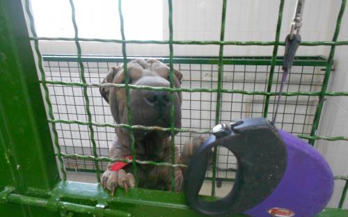 Круглосуточная ветеринарная клиника на Гагарина в Харькове