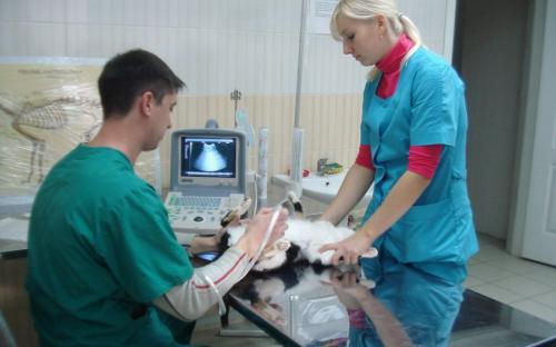 Круглосуточная ветеринарная клиника на Гагарина в Харькове