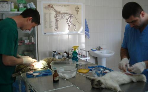 Круглосуточная ветеринарная клиника на Гагарина в Харькове