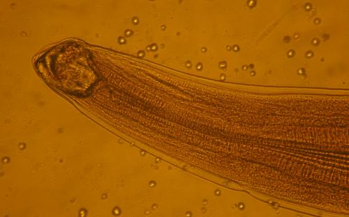 ПАРАЗИТОЗИ БЕЗПРИТУЛЬНИХ СОБАК