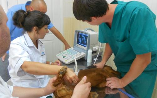 Круглосуточная ветеринарная клиника на Гагарина в Харькове