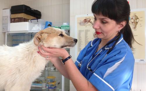 Круглосуточная ветеринарная клиника на Гагарина в Харькове