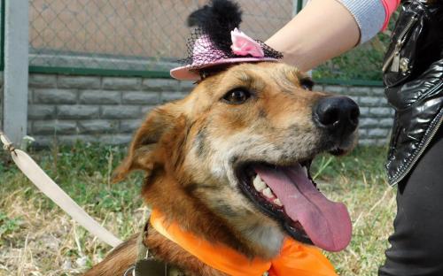 Гламурные питомцы Харьковского Центра содержания бездомных животных