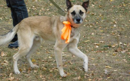 Наши волонтеры из «Отрытого сердца» продолжают конкурс «Гламурные Мистер и Мисс Золотая осень 2017»