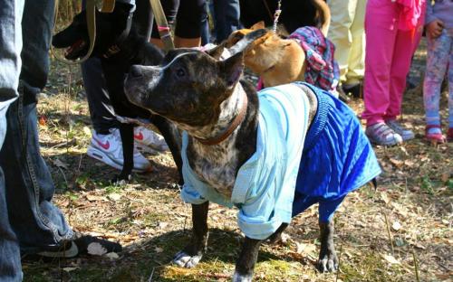Всемирный день защиты животных. Проходил в поселке Жуковского