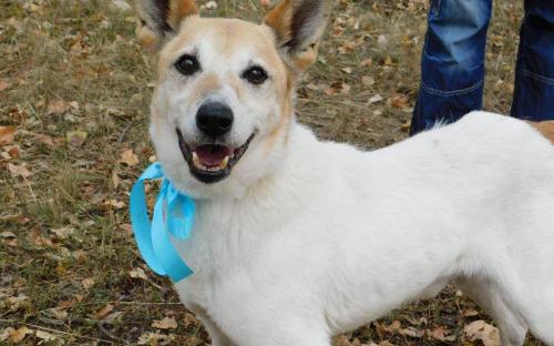 Наши волонтеры из «Отрытого сердца» продолжают конкурс «Гламурные Мистер и Мисс Золотая осень 2017»