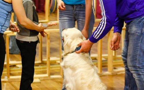 Презентация проекта "Кураторство" в лицее имени Короленко