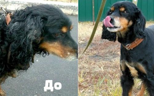 Собака не будет кусачей с новой прической моднячей