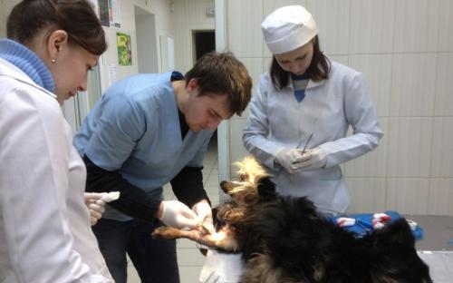 Круглосуточная ветеринарная клиника на Гагарина в Харькове