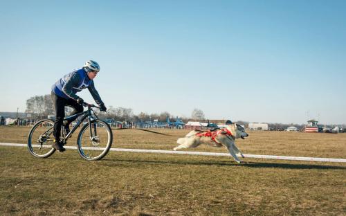 Приютские собаки нашли друзей на празднике  "Winter Dog Fest-2018"