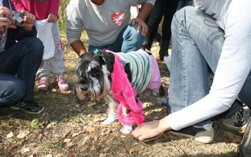 Всемирный день защиты животных. Проходил в поселке Жуковского