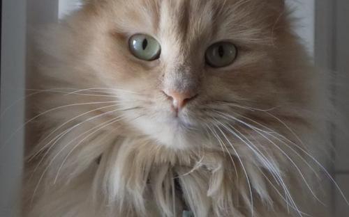 1 марта - Всемирный день кошек