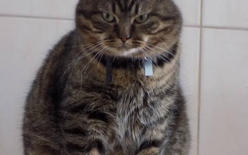 1 марта - Всемирный день кошек