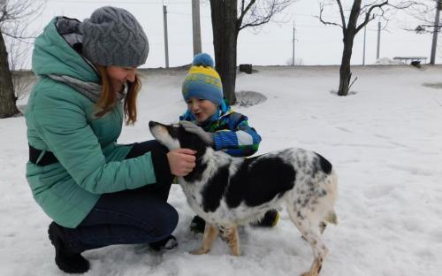 В Центре обращения с животными воскресный выгул состоится при любой погоде.  