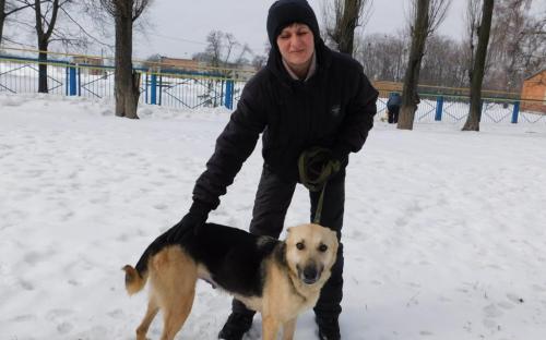 В Центре обращения с животными воскресный выгул состоится при любой погоде.  