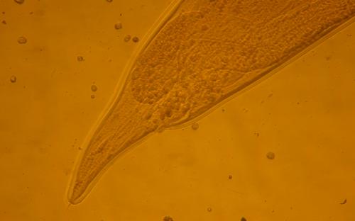 ПАРАЗИТОЗИ БЕЗПРИТУЛЬНИХ СОБАК