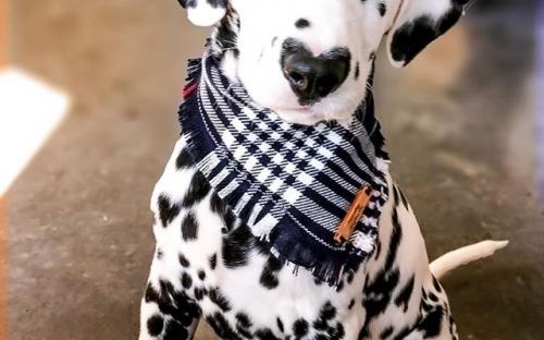 Щенок далматинца с сердечком