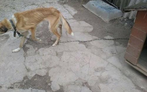 В поселке Зеленый Яр Запорожской области собаки, которых семья заводила для охраны дома, умирали от истощения.