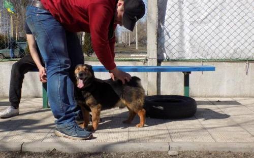 Три собаки с приюта Центра обращения с животными стали столичными жителями 