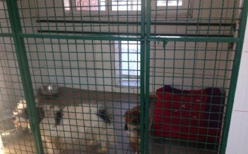 Харьковский приют для бездомных животных