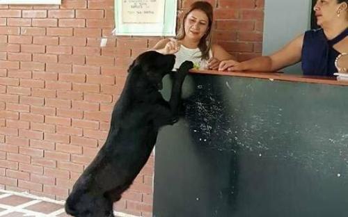 пес покупает печенье за листья