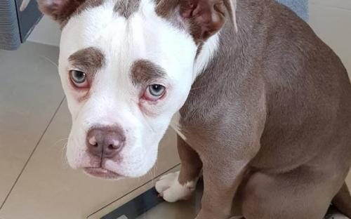 собака с грустной мордочкой