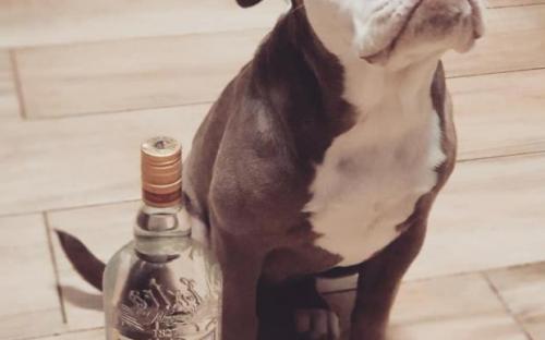 собака с грустной мордочкой