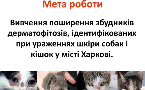 Распространение и видовой состав возбудителей дерматомикозов мелких домашних животных в. Харькове