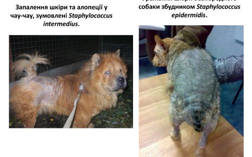 Распространение и видовой состав возбудителей дерматомикозов мелких домашних животных в. Харькове