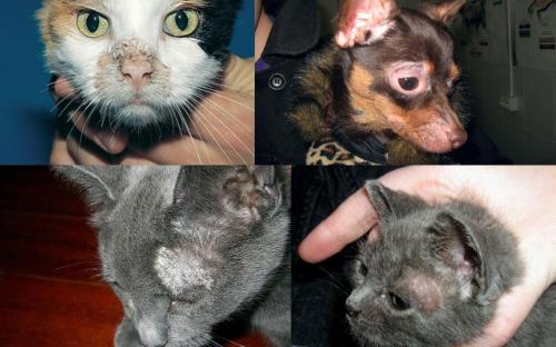 Распространение и видовой состав возбудителей дерматомикозов мелких домашних животных в. Харькове