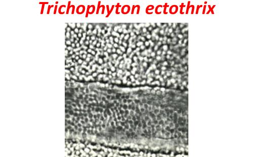 Распространение и видовой состав возбудителей дерматомикозов мелких домашних животных в. Харькове