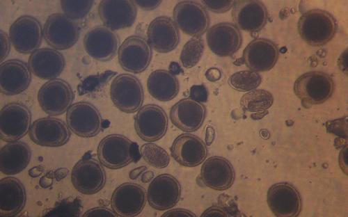 ПАРАЗИТОЗИ БЕЗПРИТУЛЬНИХ СОБАК