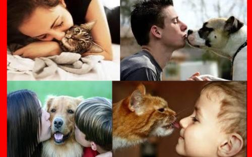 Предотвращение заражения дипилидиозом человека