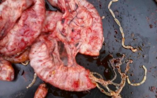 Предотвращение заражения дипилидиозом человека