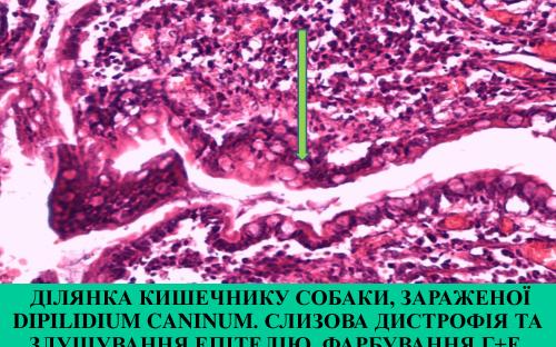 Предотвращение заражения дипилидиозом человека