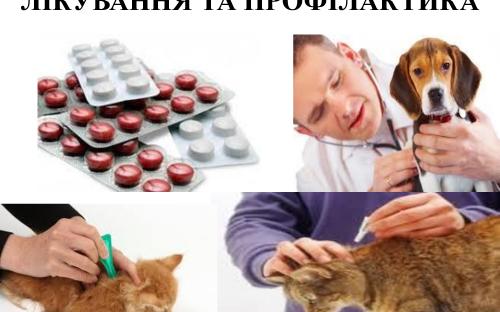 Предотвращение заражения дипилидиозом человека