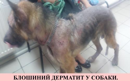 Предотвращение заражения дипилидиозом человека