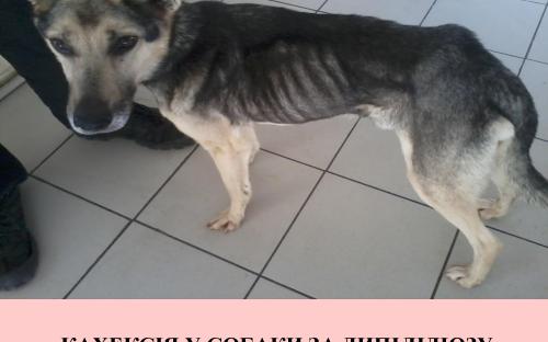 Предотвращение заражения дипилидиозом человека