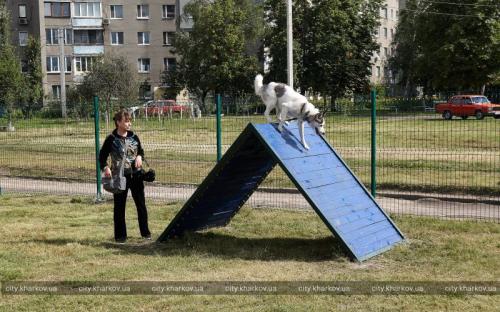 Новая площадка для дрессировки и выгула собак на Новых Домах