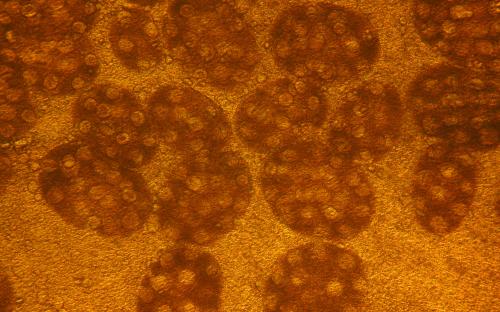 ПАРАЗИТОЗИ БЕЗПРИТУЛЬНИХ СОБАК