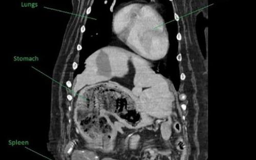 Сенбернар Мейзи