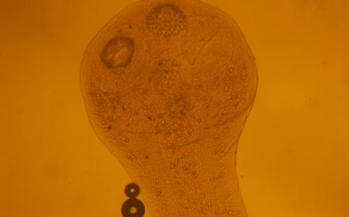 ПАРАЗИТОЗИ БЕЗПРИТУЛЬНИХ СОБАК